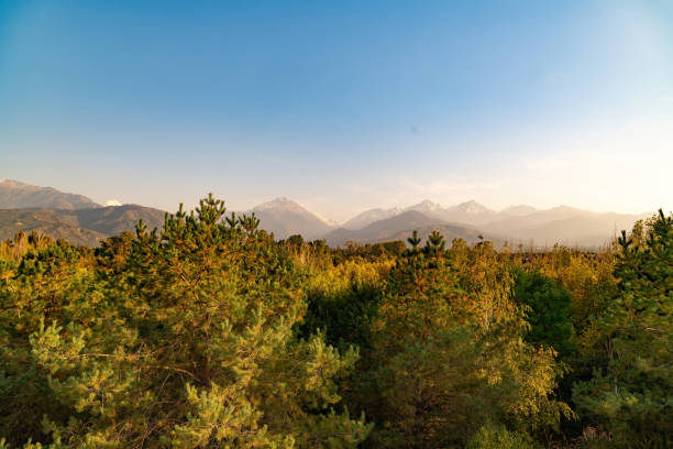 Beautiful landscape of forest and mountains