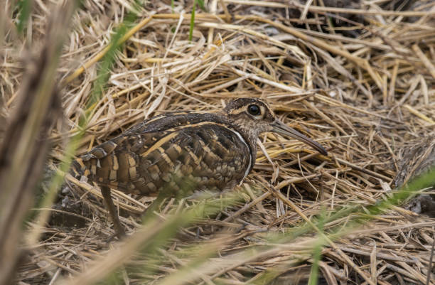 istock greater painted-snipe on the ground close up shot ( Animal portrait ). 2174653306
