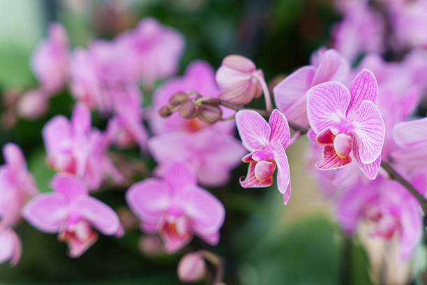 Pink Orchids In Full Bloom With Soft Focus