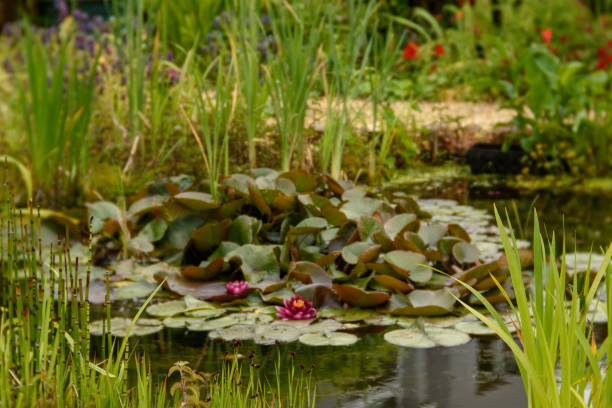 istock A garden pond with waterlilies 2174654674