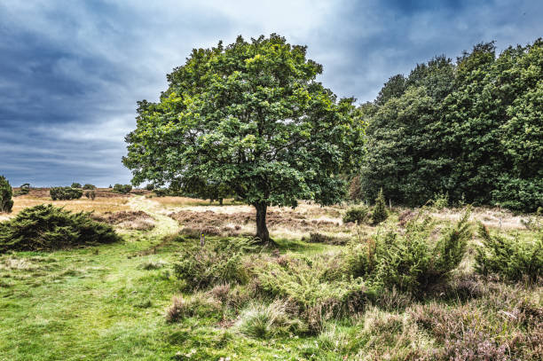Heather lands in Dollerup near Viborg in Denmark