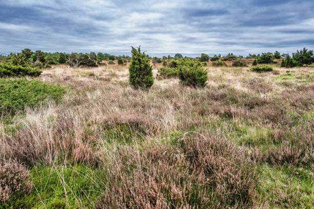 istock Heather lands in Dollerup near Viborg in Denmark 2174654874