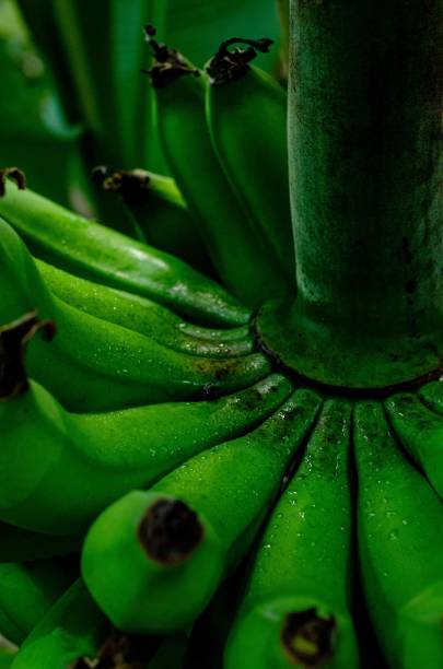 Green bananas