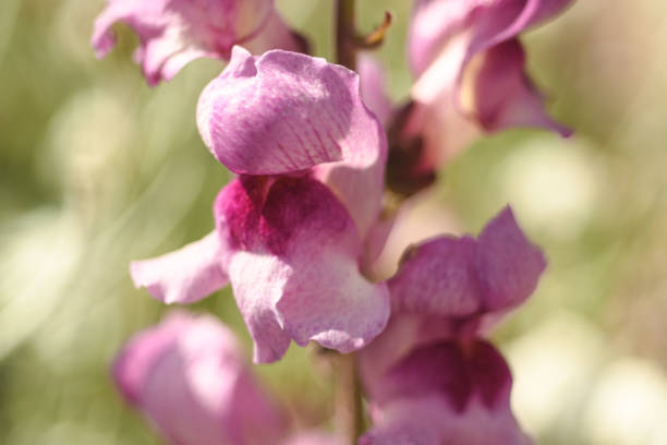 Close up of a pink Snapdragon in Summer against a defocused background (Antirrhinum majus)
