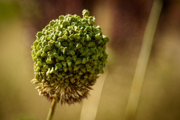 Close up of a green Allium seed head changing colour against a green and brown defocused background in sunshine