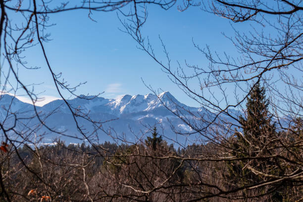 Forstsee - Selective focus on tree branch with scenic view of snow capped Karawanks mountain range near Techelsberg, Carinthia, Austria
