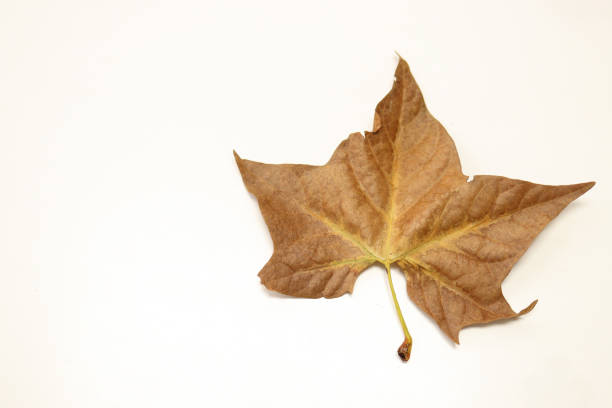 Autumn colored maple leaf on bench in fall in Norway in mid-October. The image was captured at low ISO with a sharp prime lens connected to a full frame digital camera resulting in a large clean file.
