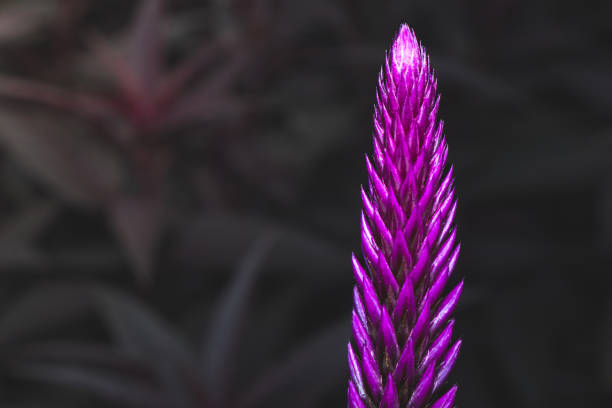 purple flower called celosia argentea with micro camera. herbal plant that comes from tropical areas and is known for its very bright and unique color.