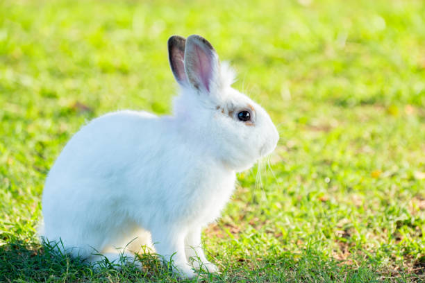 istock Cute little white rabbit on green grass with natural bokeh as background during spring warm summer day. Young adorable bunny playing in garden and sunlight morning. 2174658540