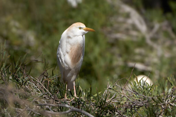 Western Cattle Egret (Bubulcus ibis) in breeding plumage standing on a bush