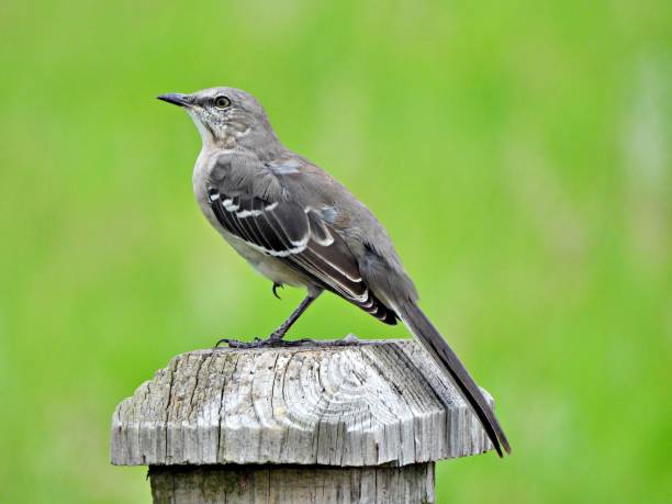 Northern Mockingbird  - profile