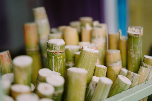 Sugarcane stalk standing tall, displaying its natural green texture. Ideal for themes of agriculture, tropical plants, and organic farming