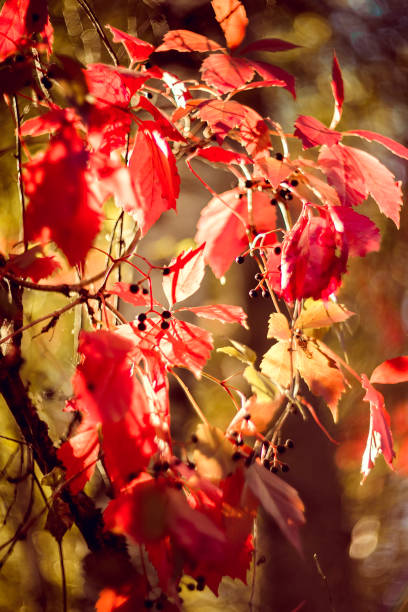 istock Beautiful bright autumn nature background. Multicolored grape leaves 2174660591