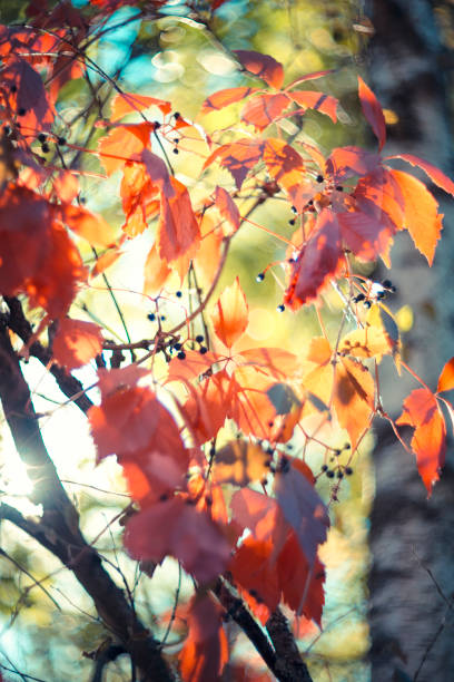 Beautiful bright autumn nature background. Multicolored grape leaves