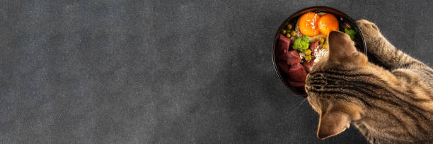 BARF food healthy bowl for domestic pets background BARF (Biologically Appropriate Raw Food) food concept, Healthy bowl for domestic pets background with cat cute tabby kitten paws in pic. Portion of raw meat, chicken, fish, vegetables, oats pet food stock pictures, royalty-free photos & images