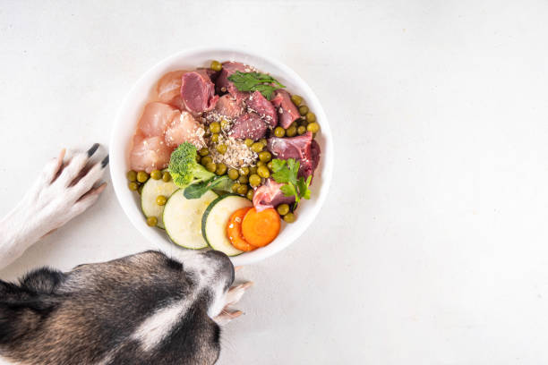 Comida BARF tigela saudável para animais domésticos fundo BARF (Biologicamente Apropriado Alimentos Crus) conceito de comida, Tigela saudável para animais domésticos fundo com patas de cachorro na foto. Porção de carne crua, frango, peixe, vegetais, aveia comida de cachorro fotos de stock, fotos e imagens livres de direitos