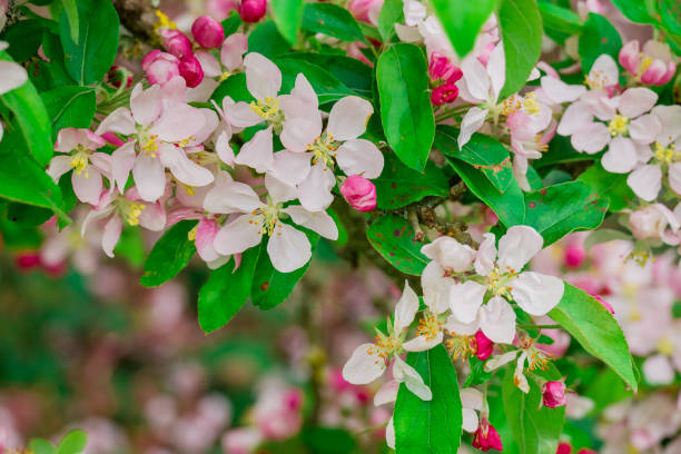 istock photo of spring apple tree flowers 2174663032