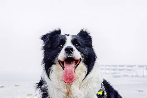 The Border Collie opened its mouth and stuck out its tongue, looking up at its owner