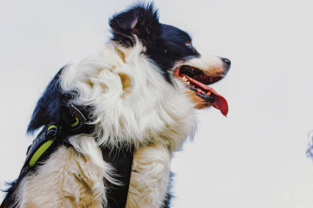 istock Border Collie looks up at its owner 2174663535