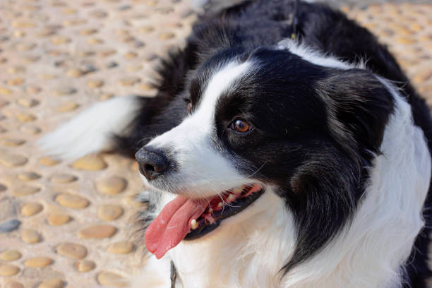 istock Border Collie Lying on Pebbles, Watching Owner's Head Close Up 2174663562
