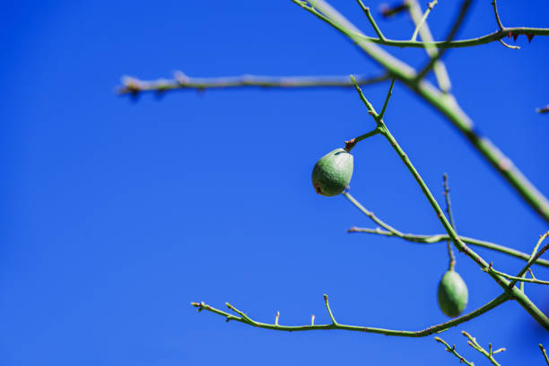 thorns from the trunk of the Ceiba insignis tree