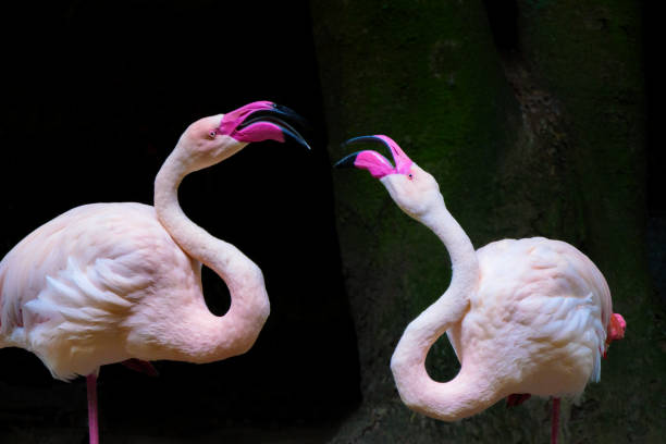 Two flamingos fighting, their beaks open. The background is black