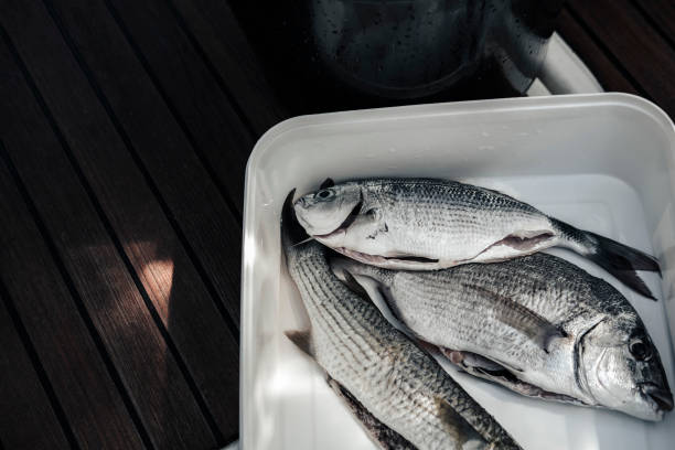 fresh catch fish in white bowl on sailing boat, teak floor background
