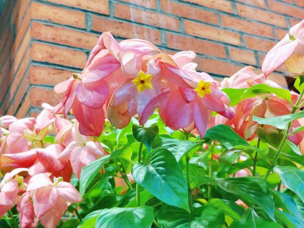 Pink Mussaenda