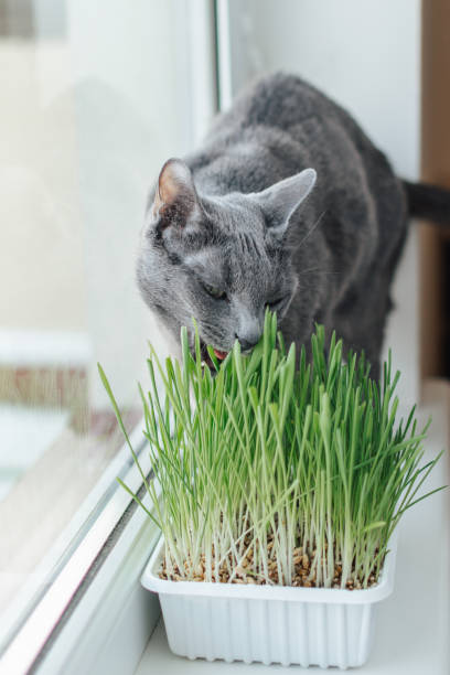 istock Russian blue cat on the window sill is eating grass for cats (oat sprouts) grown at plastic container 2174665693