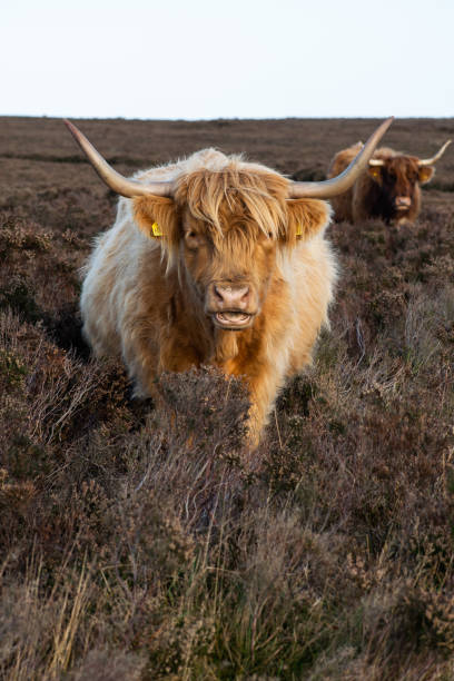 istock Highland cattle on a hiking path in Yorkshire England 2174665731