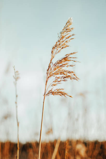 istock Reeds on sunny March day 2174665753