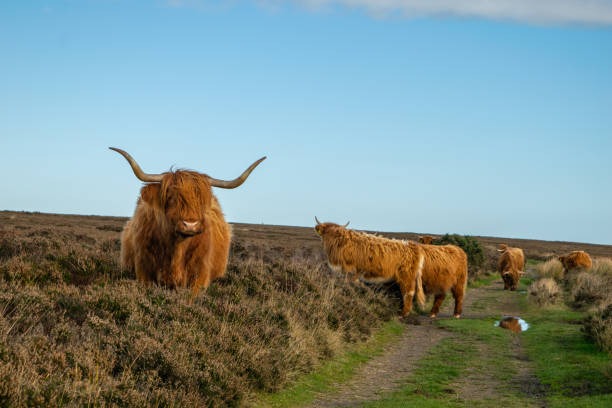 istock Highland cattle on a hiking path in Yorkshire England 2174665767