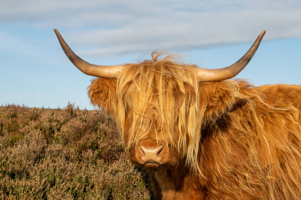 istock Highland cattle with wooly coat looking at camera at a meadow in Yorkshire England 2174666150