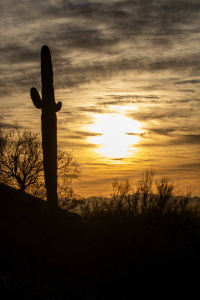 istock Saguaro cactus at Sunset Arizona desert 2174666346