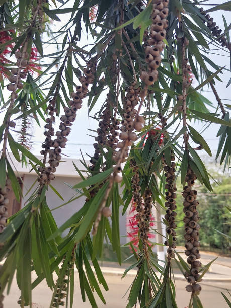 istock Grevillea Banksii flower 2174667319