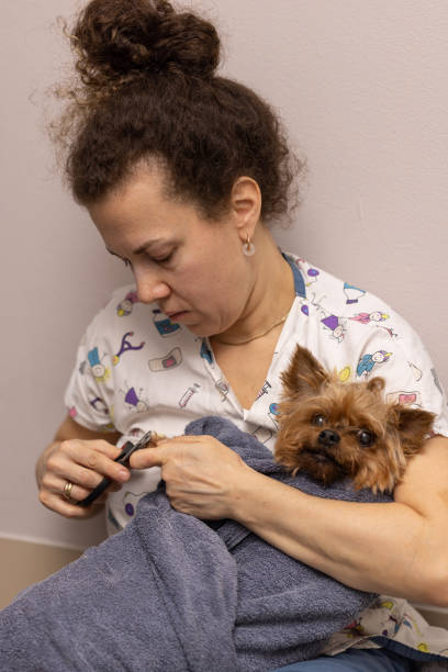 istock A groomer cuts the claws of a dog 2174672158