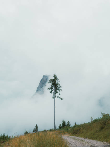 foggy day in the mountains, clouds and fog