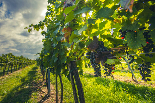 istock blue merlot grapes in green vineyard 2174673947