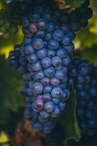 istock blue merlot grapes in green vineyard 2174674131