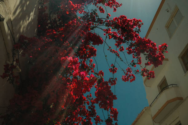 Flowers in beams of Light