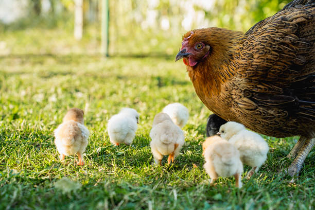 istock Hen with Chicks on Grass in Organic Poultry Farming 2174675762
