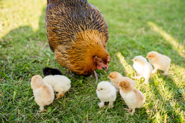 istock Hen with Chicks on Grass in Organic Poultry Farming 2174675769