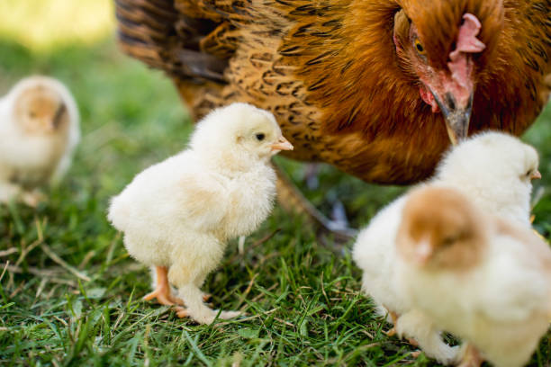 istock Hen with Chicks on Grass in Organic Poultry Farming 2174675792