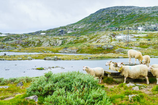 Sheeps in norwegian mountains Sheeps in norwegian mountains on rest stop area. Norway landscape. stopover stock pictures, royalty-free photos & images