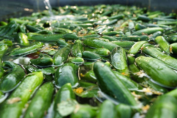 A close-up view of fresh cucumbers submerged in water, showcasing the cleaning process before further handling. The vibrant green cucumbers float in the basin as water flows over them.