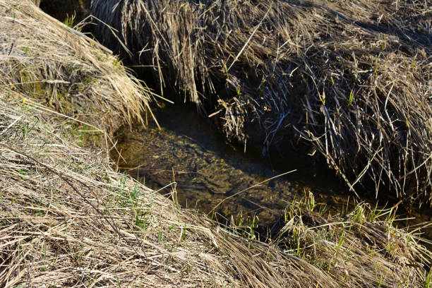 River in a grassland.