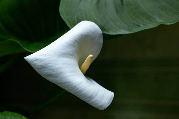 This photograph captures a stunning white calla lily, known for its sleek, trumpet-shaped petals. The flower's pure white color contrasts beautifully against a subtle background, highlighting its smooth and refined texture. The calla lily's graceful curve and delicate form are presented with clarity, emphasizing its timeless elegance and natural beauty. The gentle lighting enhances the flower's pristine appearance, making it a striking focal point in the composition.