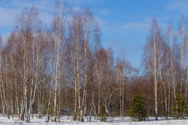 Winter. Snowy winter, winter forest on the horizon