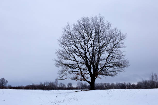 Lonely tree, winter season in Eastern Europe