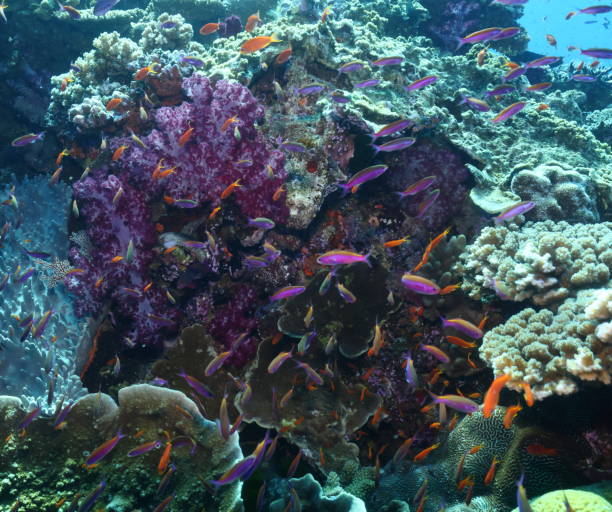 istock coral reef with pink softcoral and orange reef 2174678547